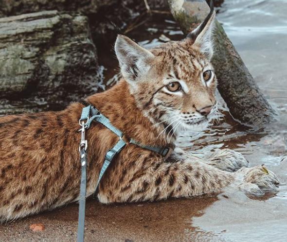 想养猫又怕被猫抓,俄罗斯养猞猁