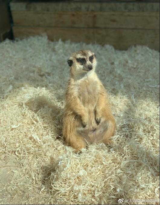 海滩再现绝美荧光海宛如蓝色星河,成都荧光海滩