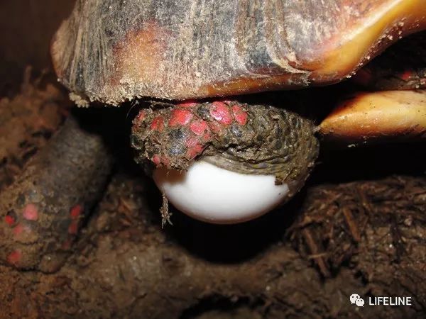 红腿陆龟如何家庭散养,广东红腿陆龟养殖方法