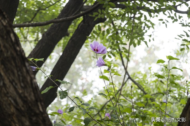 索尼黑卡二怎么拍,索尼黑卡2大光圈拍视频