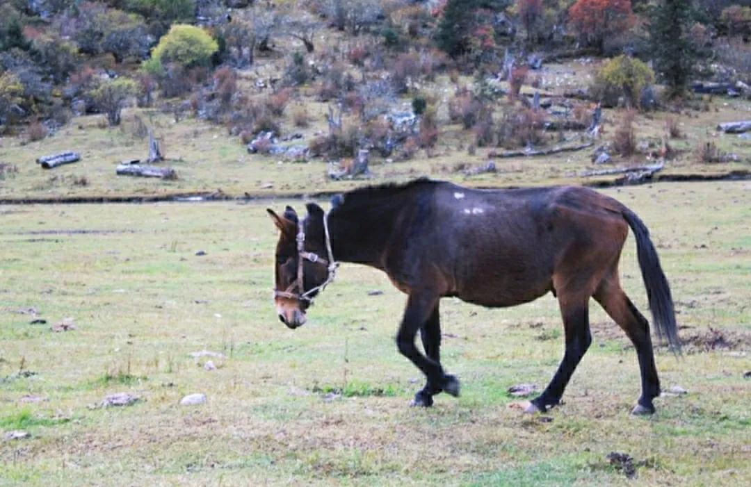 驴和骡子有生殖隔离吗,马和驴有生殖隔离吗