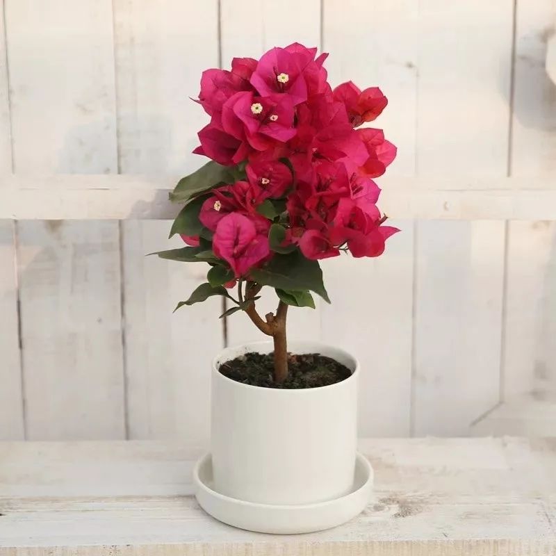 三角梅花谢后的处理,三角梅花谢后怎么再次开花