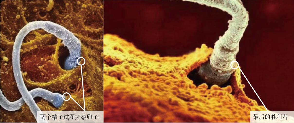 一个婴儿诞生的全过程,婴儿诞生全过程视频