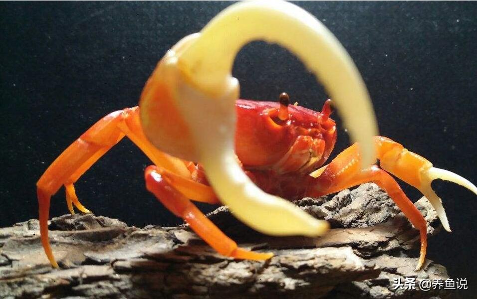 小型清洁鱼缸的观赏鱼,热带鱼哪些好养可以清洁鱼缸