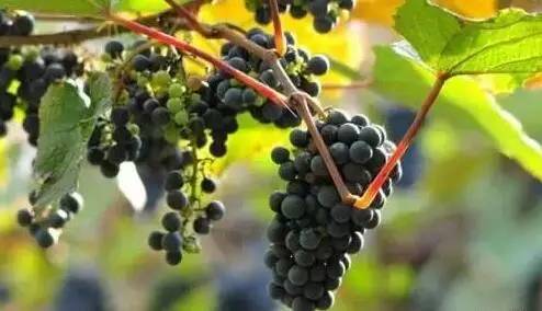 鍘熸潵鏂扮枂鐨勬按鏋滃姝ょ敎,鍘熸潵涓滃寳鐨勫湡鐗逛骇