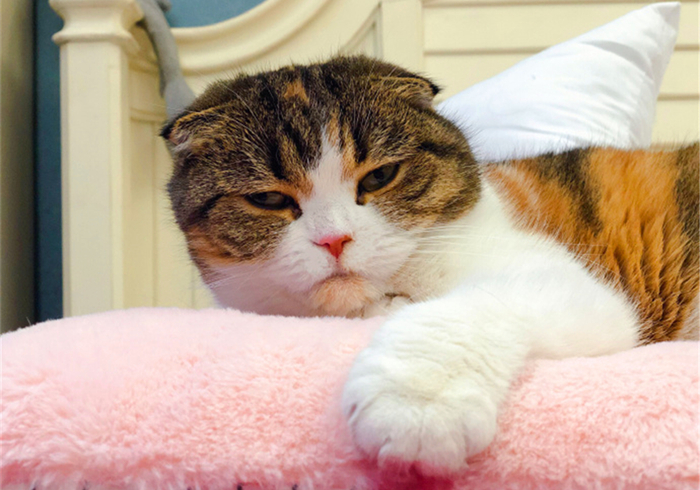 明明驱虫了但为什么还有蜱虫,猫咪得了毛滴虫主人要怎么防