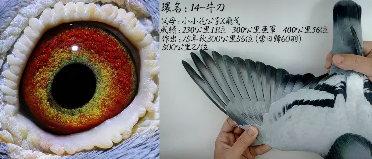 陈文广教授之引育结合和变与不变