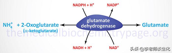 猪必需氨基酸和非必需氨基酸,人体必需氨基酸非必需氨基酸