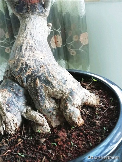 发财树不能种太深,发财树养得不壮寓意