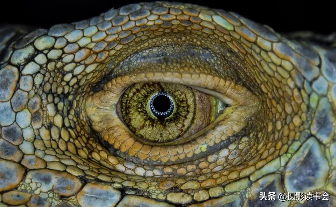 尼康拍野生动物,这位摄影师