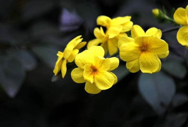 迎春花开的原创诗词,迎春花开诗词大全