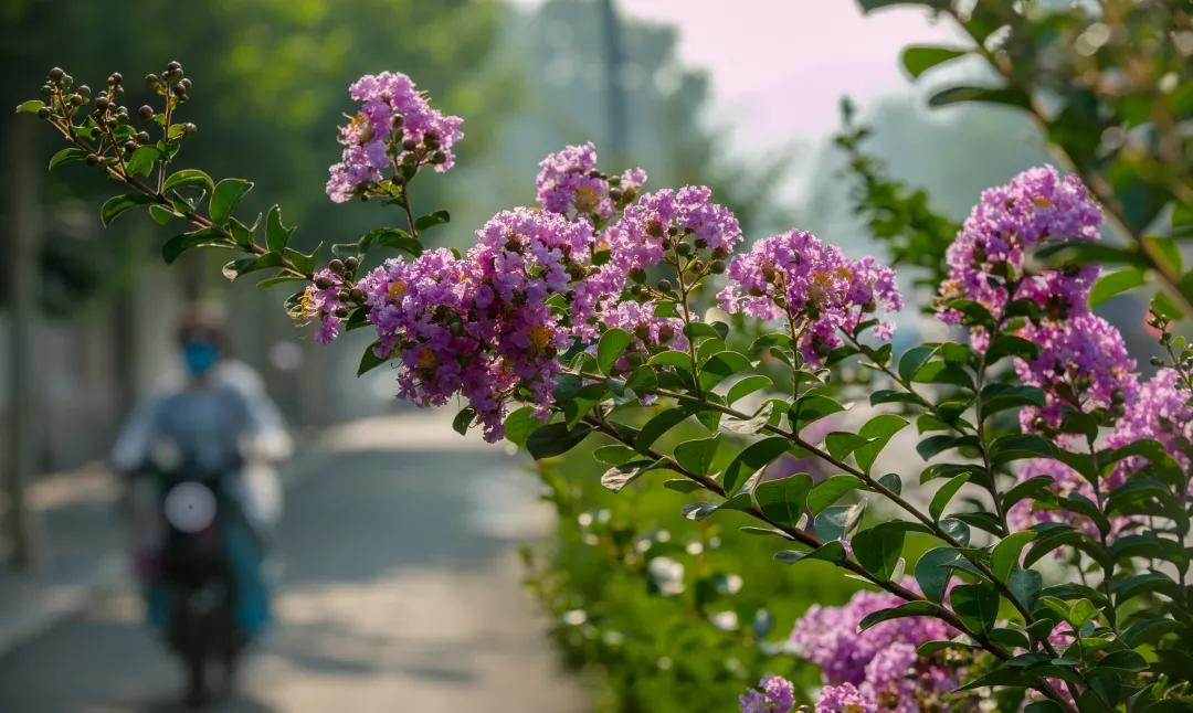 在济南花式避暑，一见“清”心！只需一瞥，便足以把酷夏原谅…