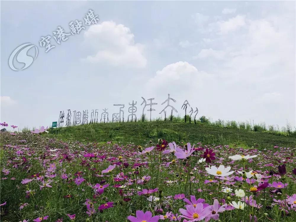 双流哪里可以赏花看飞机,双流附近赏花攻略路线