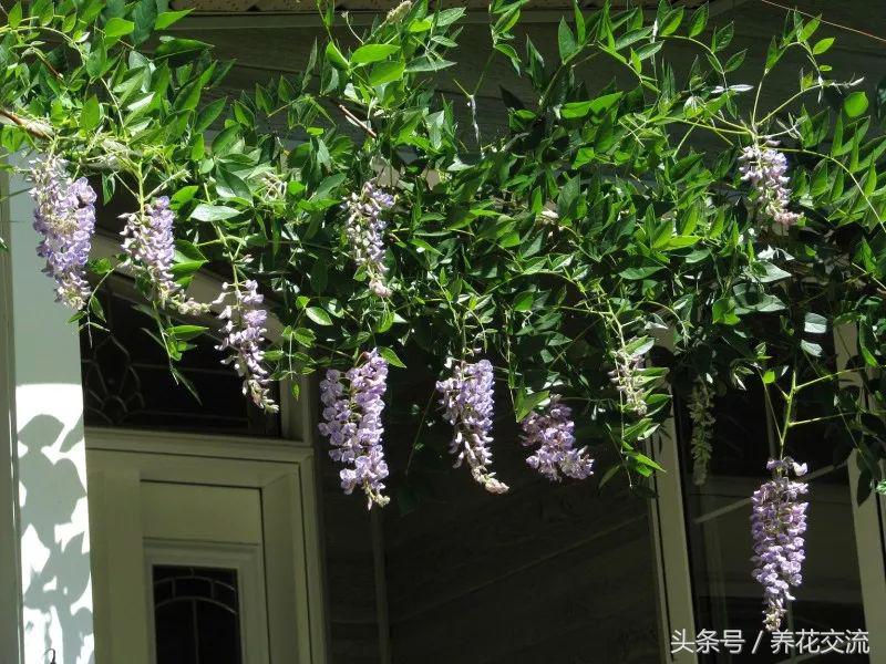 今年栽的爬藤月季,阳台种上这8种爬藤植物