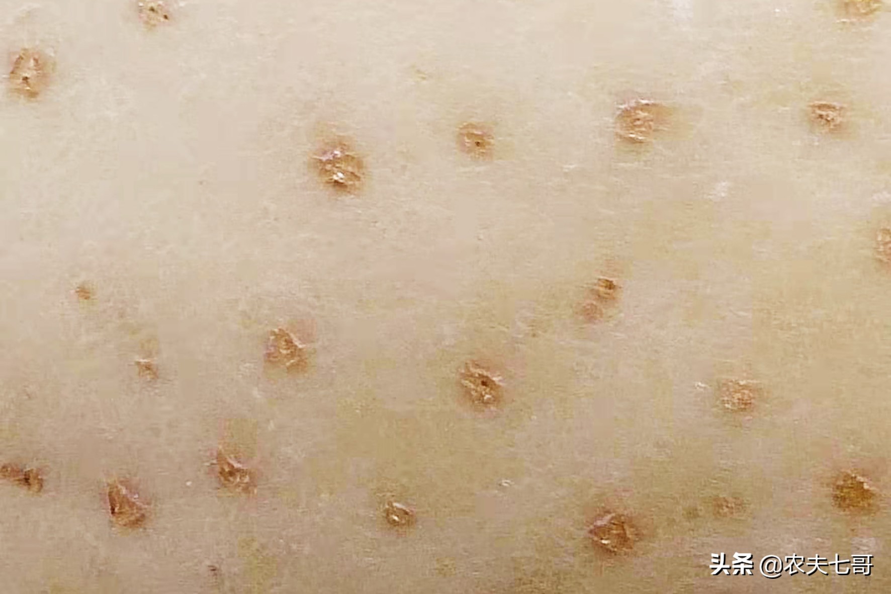 苹果为啥星点大？原因在这里，3项措施让苹果星点变小表光好