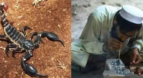 吸蛇毒中毒,吸蛇毒血片段