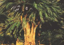 罗湖仙湖植物园,仙湖植物园植物区