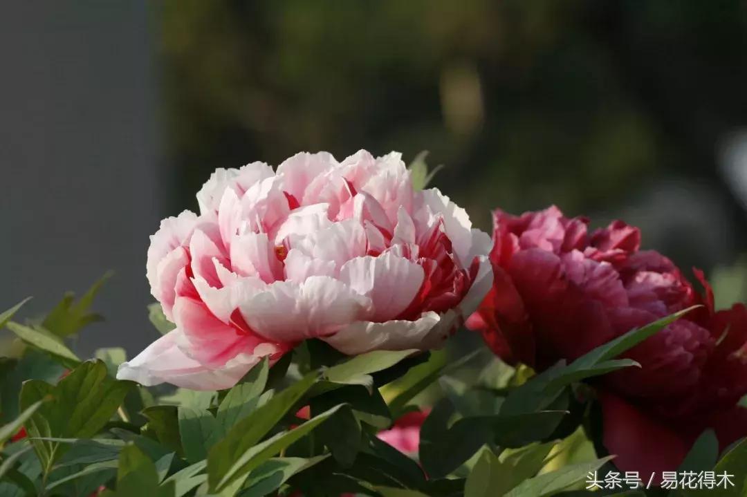 牡丹盆栽品种挑选,巴茨拉牡丹品种介绍