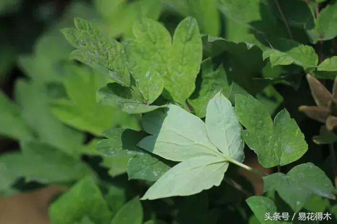 牡丹盆栽品种挑选,巴茨拉牡丹品种介绍