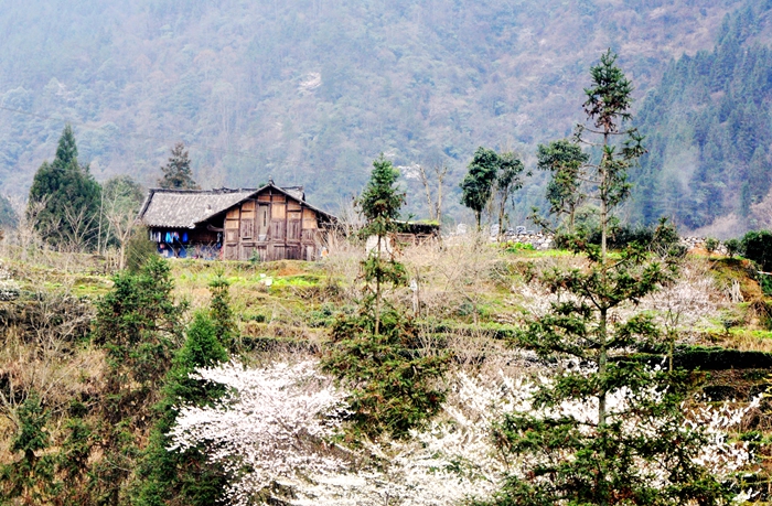 春到茶山好风光,春到安宁景醉人
