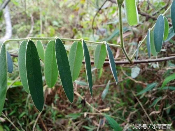 治疗皮肤瘙痒经常用上这2味中草药