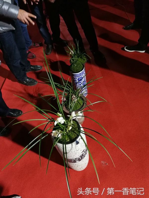 2020年云南兰花展获奖图片,2018年昆明兰花展精品图片