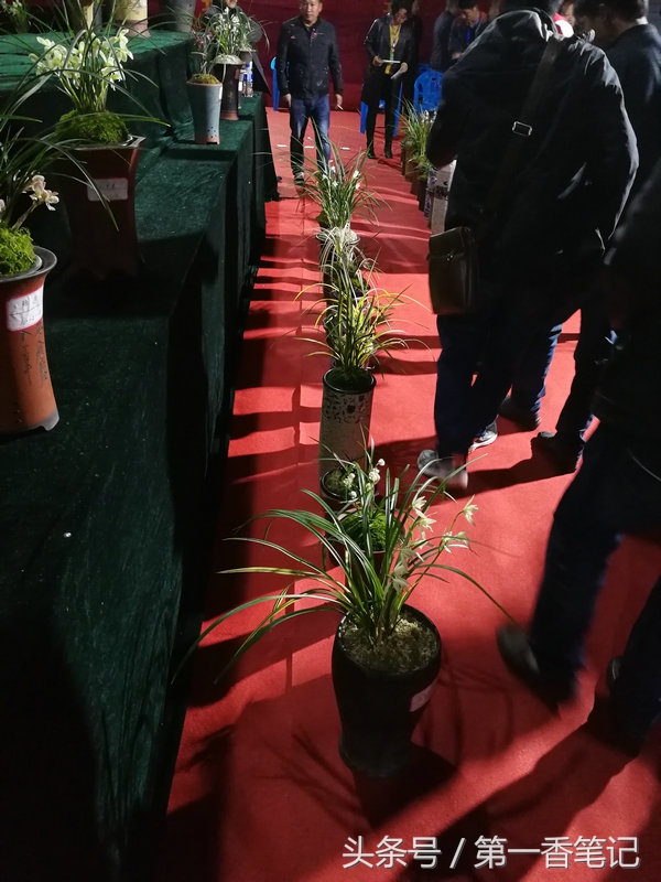 2018年昆明兰花展精品图片,云南兰花展作品欣赏