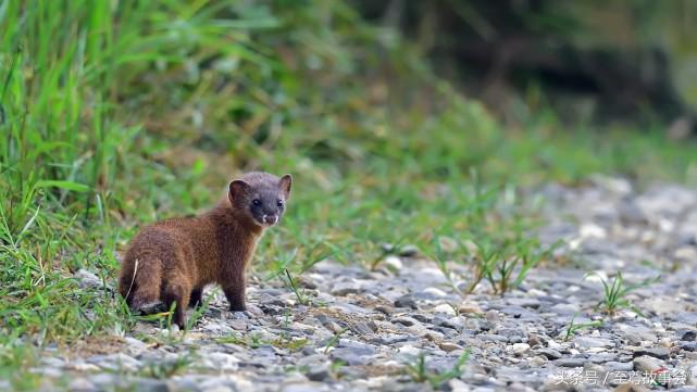 民间故事大全和尚斗巨蛇,民间故事大蟒蛇和黄鼠狼