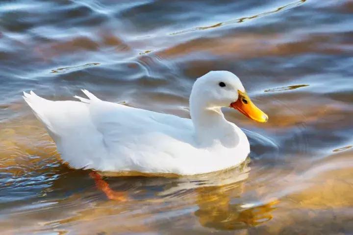 轻柔鹅绒被,鹅绒被是水洗还是机洗