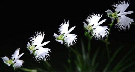 节日|今天是植树节，也是他逝世93周年的日子。