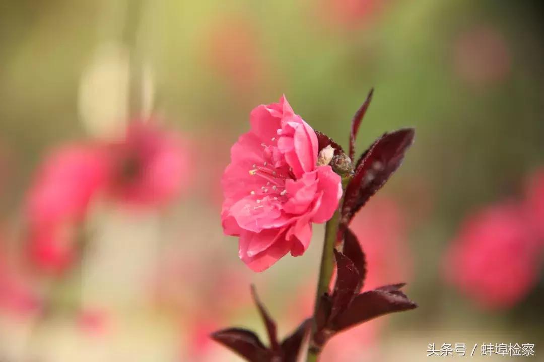 中国文化常识语文学霸必备,考文史常识