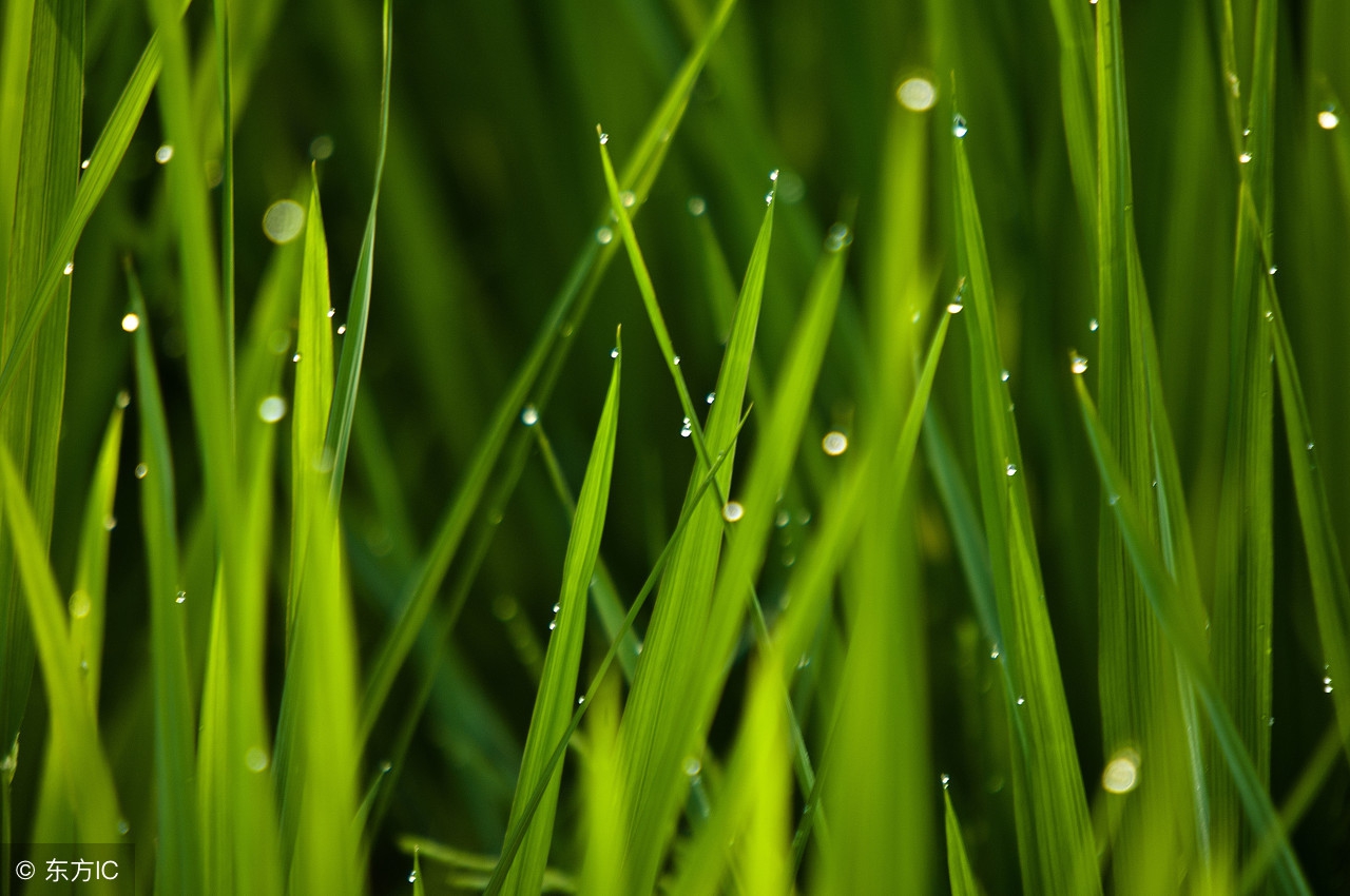 高考常考易错成语大全及解释,高考语文成语辨析大全及解析