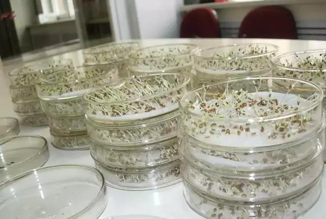 常见的种子催芽方法有,常见种子发芽方法大全