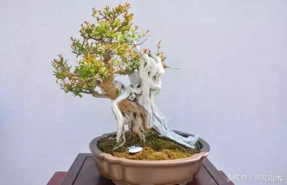 惊蛰适合播种哪些花木盆栽,惊蛰过后盆栽怎么养活好