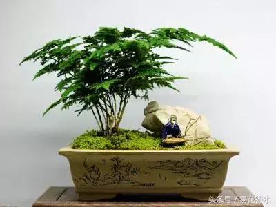 惊蛰适合播种哪些花木盆栽,惊蛰过后盆栽怎么养活好