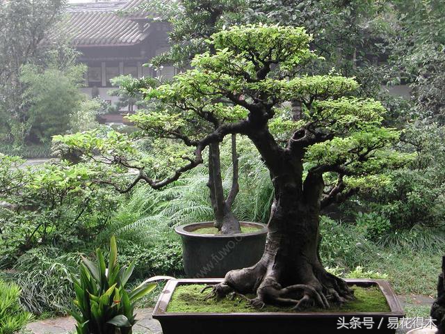 惊蛰适合播种哪些花木盆栽,惊蛰过后盆栽怎么养活好