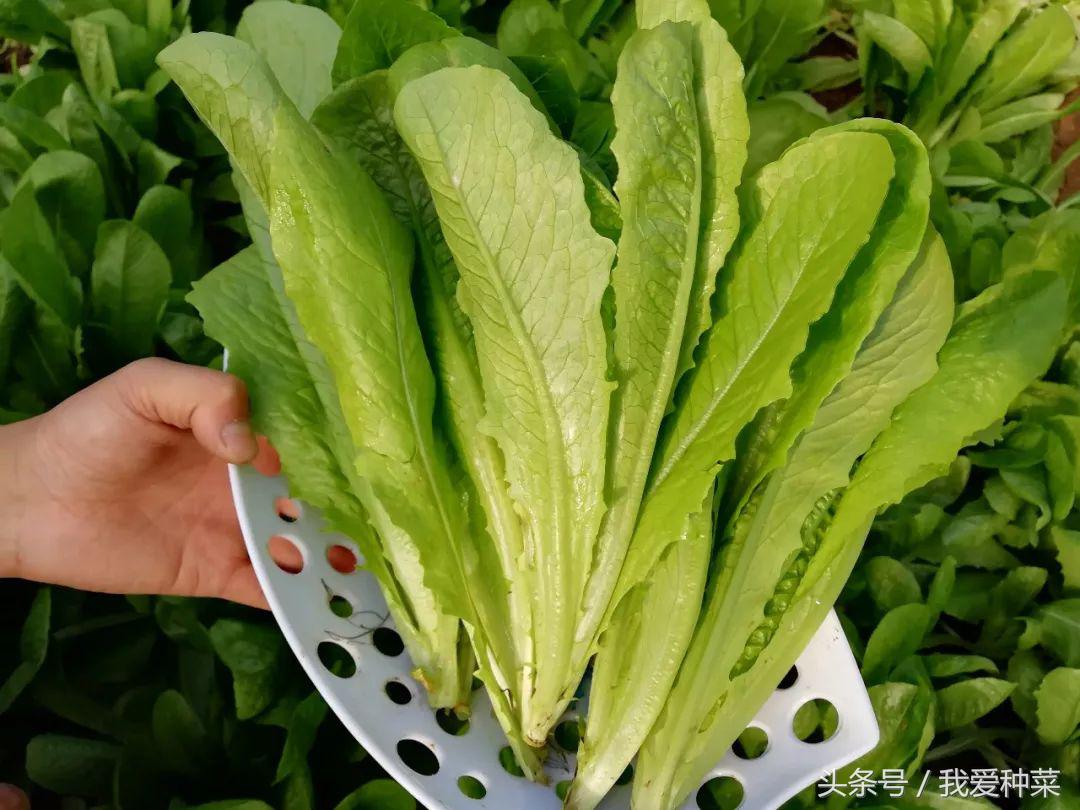 种菜的种植方法和技术,叶菜怎么种植最好