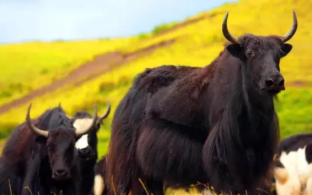 怎么辨别牦牛肉干真假,真假牦牛肉干怎么分辨