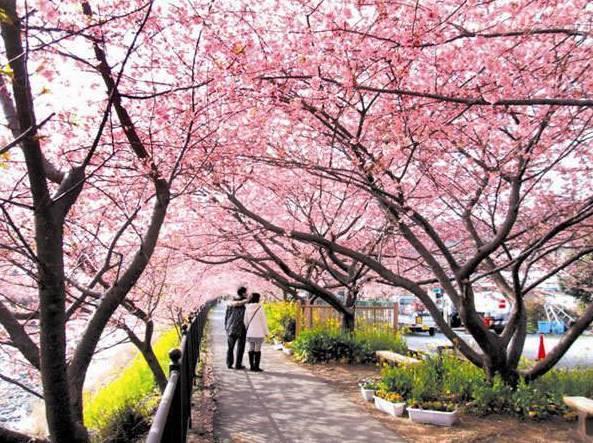 不用去日本不用去武汉就能看樱花,不用去日本就能看到日本风景