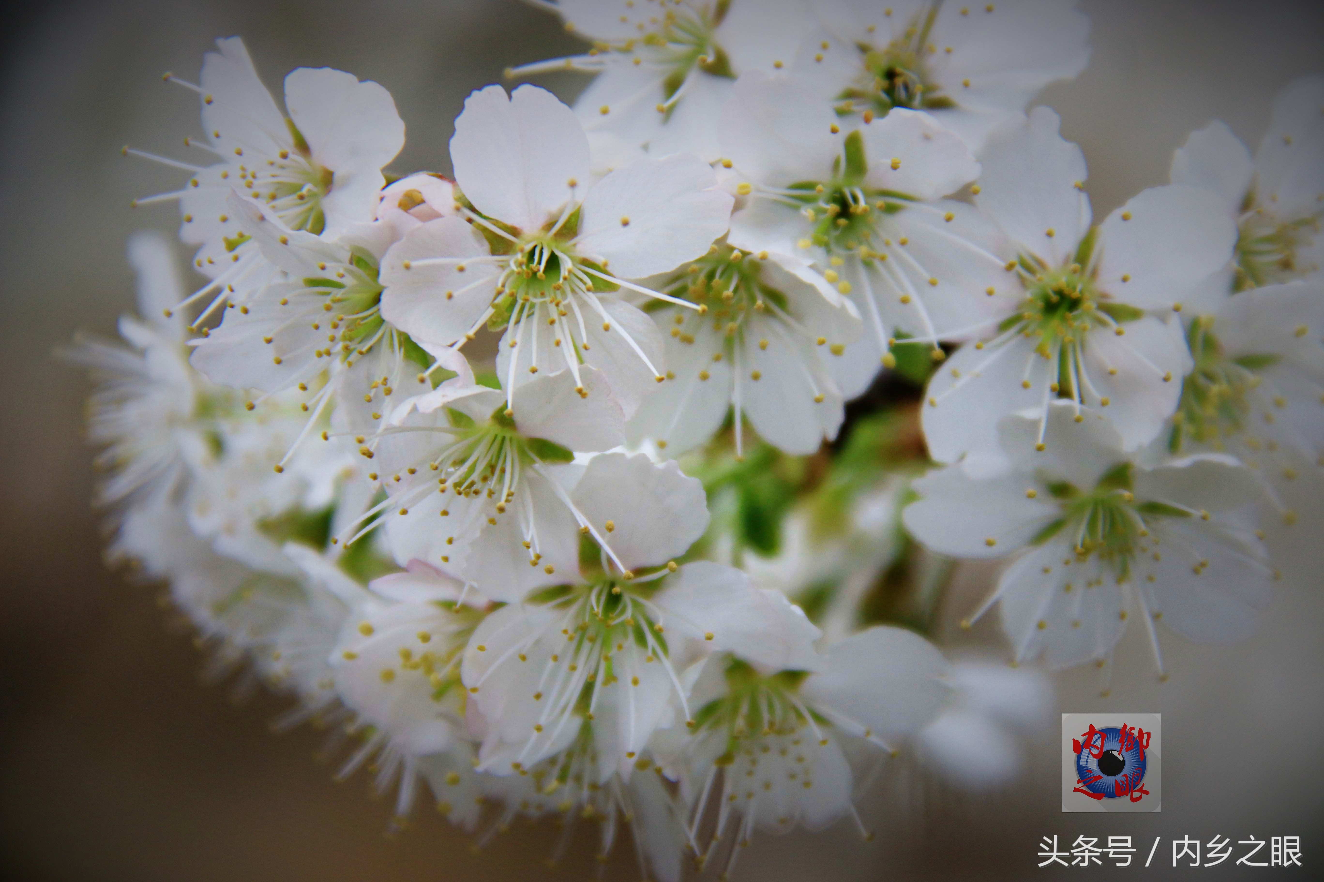 鍒版ū妗冩矡閲屾憳妯辨,鍐呬埂妯辨娌熸ū妗冪啛浜嗗悧