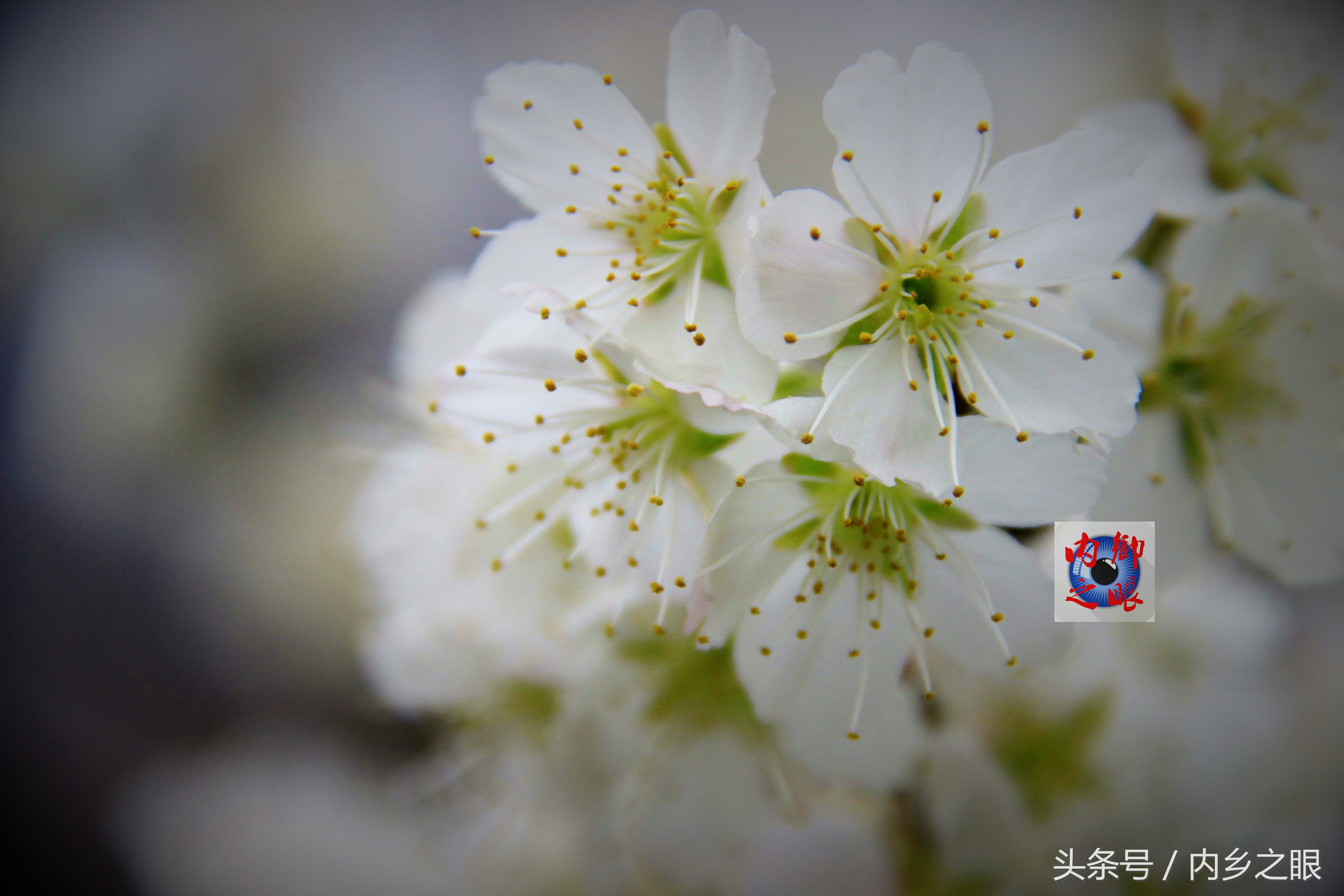 鍒版ū妗冩矡閲屾憳妯辨,鍐呬埂妯辨娌熸ū妗冪啛浜嗗悧