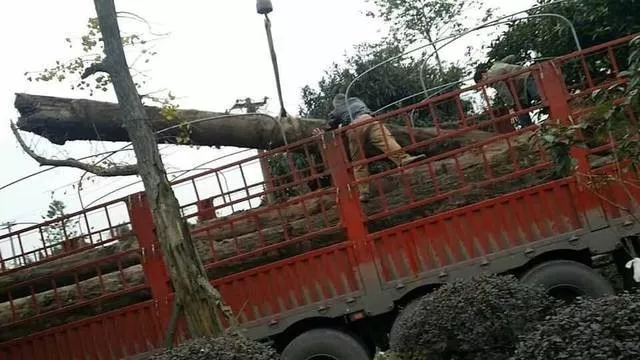 阴沉木如何鉴定树种,阴沉木鉴定最简单方法