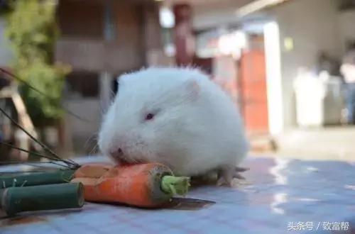 老鼠怎么养殖成功率高,养殖老鼠有前途吗