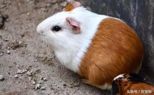 老鼠怎么养殖成功率高,养殖老鼠有前途吗