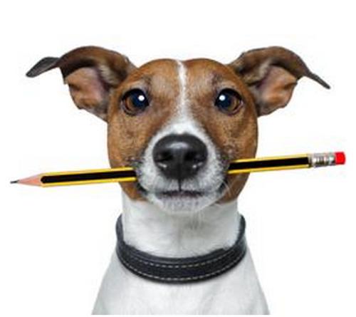 狗狗吞食异物症状,狗狗不小心吞下了异物该怎么解决