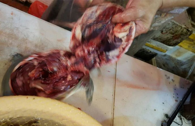 正确的宰龟方法,龟咋杀的