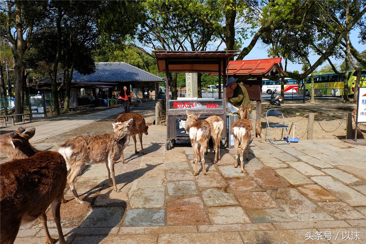 奈良喂小鹿完整版,日本奈良小鹿喂食