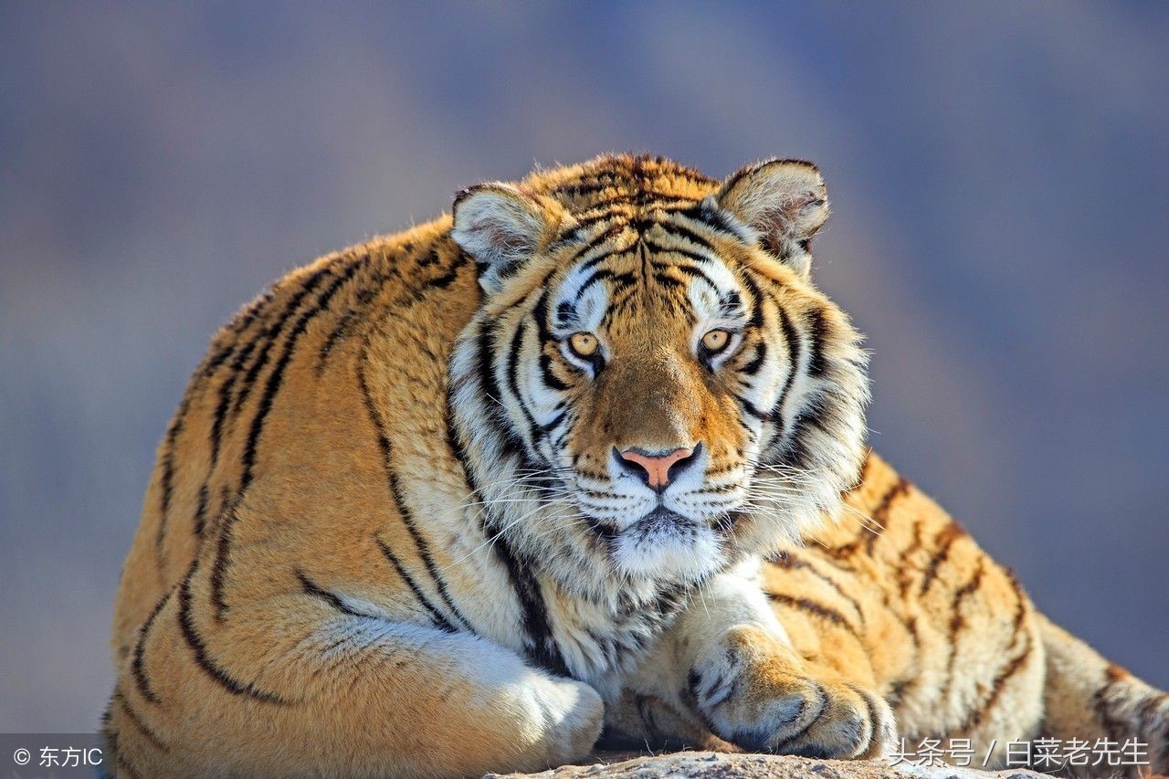 男女十二生肖婚姻配对大全详解 (十二生肖龙虎相配的属相)