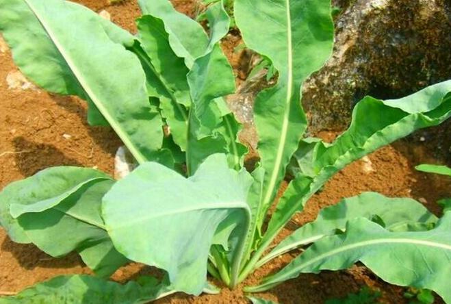 *疆新**美丽姑娘的双眉又黑又浓原来有秘方啊