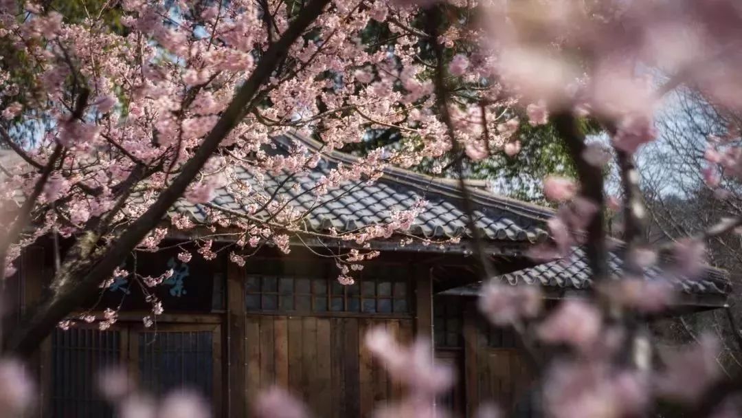 最美樱花季，国内外赏樱攻略在此！好看，好吃，好买！